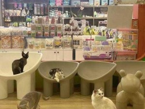 猫之城猫球培养攻略：探索猫球成长之路，培育技巧全解析