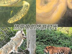 时光动物园精彩瞬间抢先看：动物与时间的美丽交汇预览图集