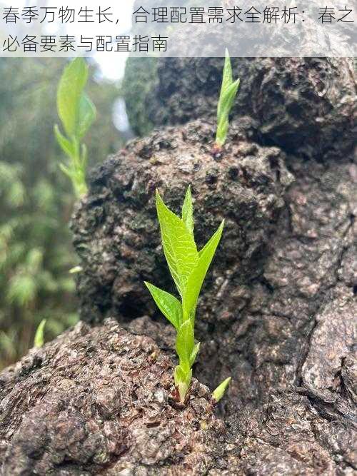 春季万物生长，合理配置需求全解析：春之必备要素与配置指南