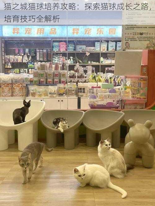 猫之城猫球培养攻略：探索猫球成长之路，培育技巧全解析